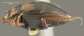 Media type: image;   Entomology 23923 Aspect: habitus lateral view